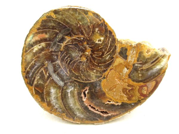 Madagascar Jurassic Cymatoceras Nautilus 64b | Fossils for Sale Genuine Jurassic Age Cymatoceras Nautilus Fossil For Sale from Madagascar #64b