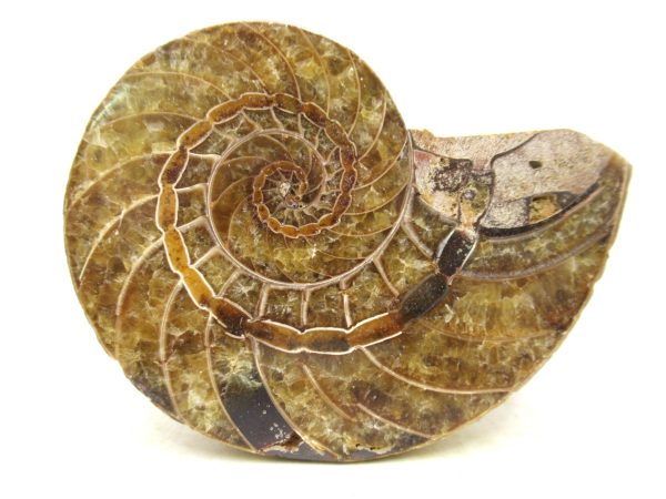 Madagascar Jurassic Cymatoceras Nautilus 65 | Fossils for Sale Genuine Jurassic Age Cymatoceras Nautilus Fossil For Sale from Madagascar #65