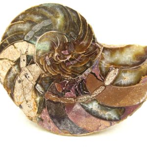 Genuine Jurassic Age Cymatoceras Nautilus Fossil For Sale from Madagascar #66