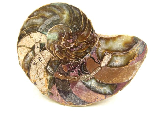 Madagascar Jurassic Cymatoceras Nautilus 66 | Fossils for Sale Genuine Jurassic Age Cymatoceras Nautilus Fossil For Sale from Madagascar #66