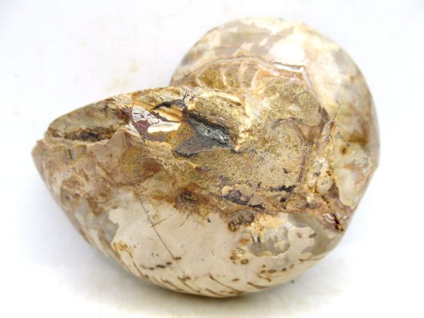 Madagascar Jurassic Cymatoceras Nautilus 66a | Fossils for Sale Genuine Jurassic Age Cymatoceras Nautilus Fossil For Sale from Madagascar #66a