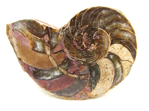 Madagascar Jurassic Cymatoceras Nautilus 66b | Fossils for Sale Genuine Jurassic Age Cymatoceras Nautilus Fossil For Sale from Madagascar #66b