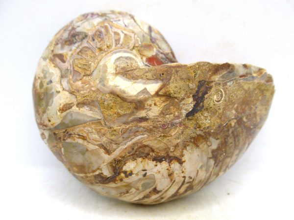 Madagascar Jurassic Cymatoceras Nautilus 66c | Fossils for Sale Genuine Jurassic Age Cymatoceras Nautilus Fossil For Sale from Madagascar #66c