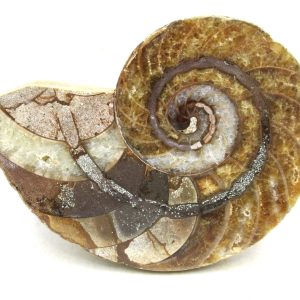 Genuine Jurassic Age Cymatoceras Nautilus Fossil For Sale from Madagascar #67