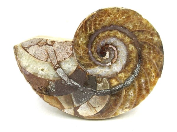 Madagascar Jurassic Cymatoceras Nautilus 67 | Fossils for Sale Genuine Jurassic Age Cymatoceras Nautilus Fossil For Sale from Madagascar #67