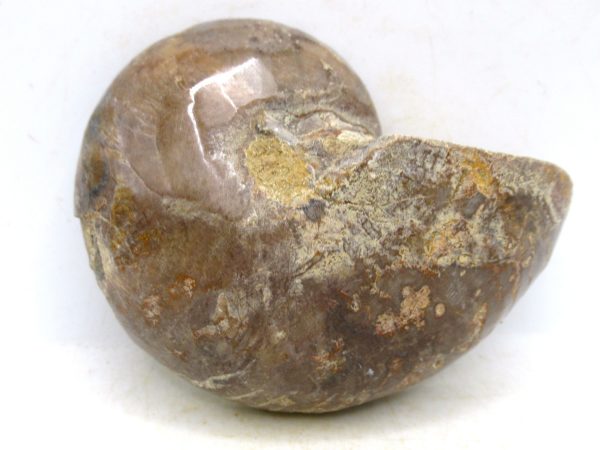 Madagascar Jurassic Cymatoceras Nautilus 67a | Fossils for Sale Genuine Jurassic Age Cymatoceras Nautilus Fossil For Sale from Madagascar #67a