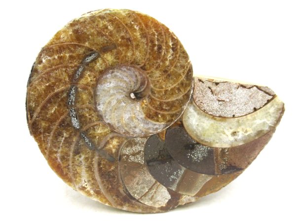 Madagascar Jurassic Cymatoceras Nautilus 67b | Fossils for Sale Genuine Jurassic Age Cymatoceras Nautilus Fossil For Sale from Madagascar #67b