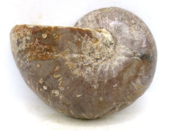 Madagascar Jurassic Cymatoceras Nautilus 67c | Fossils for Sale Genuine Jurassic Age Cymatoceras Nautilus Fossil For Sale from Madagascar #67c