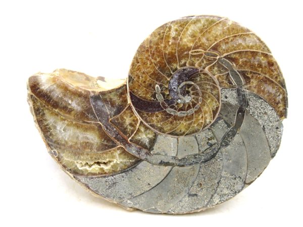 Madagascar Jurassic Cymatoceras Nautilus 68 | Fossils for Sale Genuine Jurassic Age Cymatoceras Nautilus Fossil For Sale from Madagascar #68