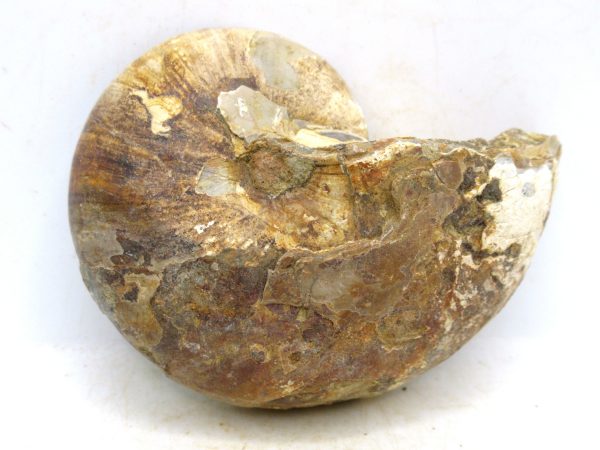 Madagascar Jurassic Cymatoceras Nautilus 68a | Fossils for Sale Genuine Jurassic Age Cymatoceras Nautilus Fossil For Sale from Madagascar #68a