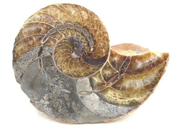 Madagascar Jurassic Cymatoceras Nautilus 68b | Fossils for Sale Genuine Jurassic Age Cymatoceras Nautilus Fossil For Sale from Madagascar #68b