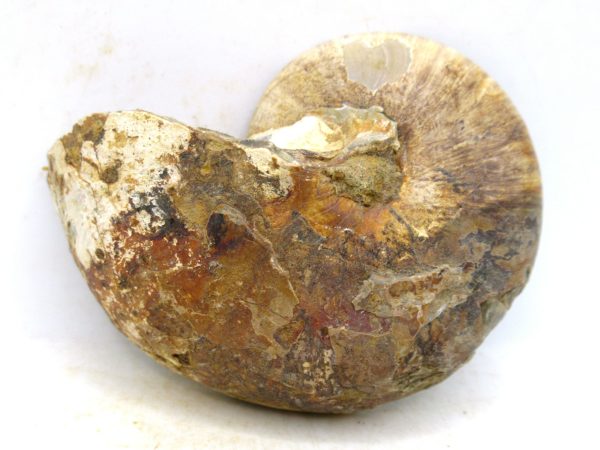 Madagascar Jurassic Cymatoceras Nautilus 68c | Fossils for Sale Genuine Jurassic Age Cymatoceras Nautilus Fossil For Sale from Madagascar #68c