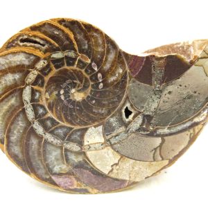 Genuine Jurassic Age Cymatoceras Nautilus Fossil For Sale from Madagascar #69