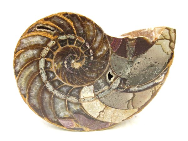 Madagascar Jurassic Cymatoceras Nautilus 69 | Fossils for Sale Genuine Jurassic Age Cymatoceras Nautilus Fossil For Sale from Madagascar #69