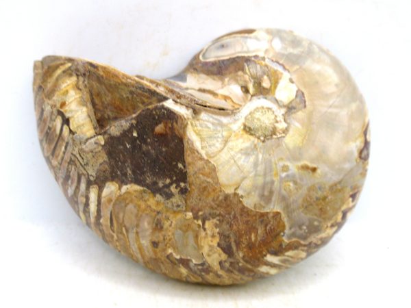 Madagascar Jurassic Cymatoceras Nautilus 69a | Fossils for Sale Genuine Jurassic Age Cymatoceras Nautilus Fossil For Sale from Madagascar #69a