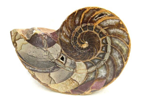 Madagascar Jurassic Cymatoceras Nautilus 69b | Fossils for Sale Genuine Jurassic Age Cymatoceras Nautilus Fossil For Sale from Madagascar #69b