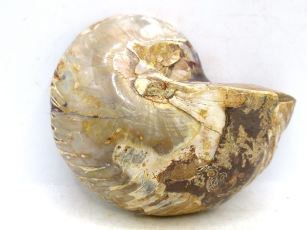 Madagascar Jurassic Cymatoceras Nautilus 69c | Fossils for Sale Genuine Jurassic Age Cymatoceras Nautilus Fossil For Sale from Madagascar #69c