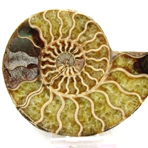 Madagascar Ammonite Pair Fossil for Sale Medium ~ 3.45" #175