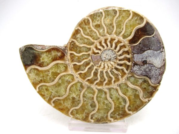 Madagascar Medium Cretaceous Cleoniceras Ammonite 175b | Fossils for Sale