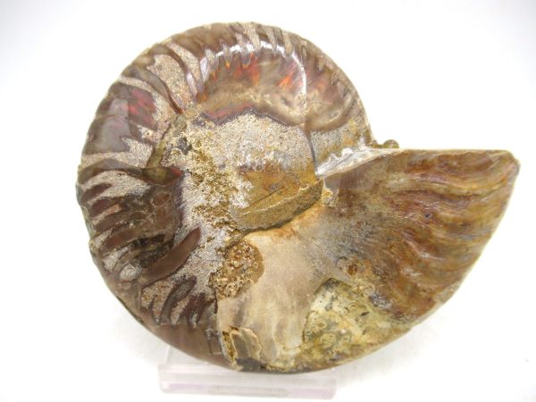 Madagascar Medium Cretaceous Cleoniceras Ammonite 175c | Fossils for Sale