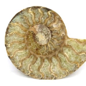 Madagascar Ammonite Pair Fossil for Sale Medium ~ 3.30" #176