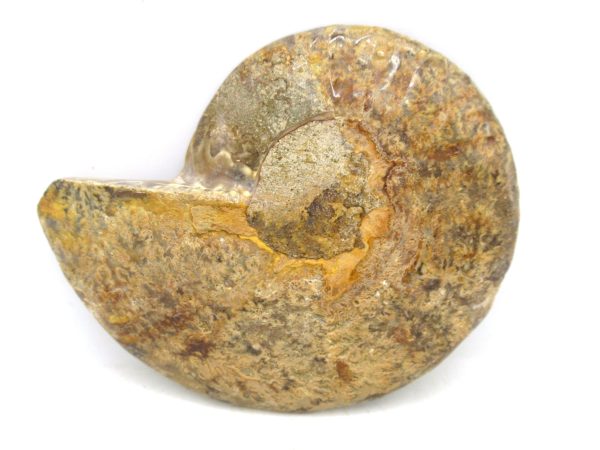 Madagascar Medium Cretaceous Cleoniceras Ammonite 176a | Fossils for Sale