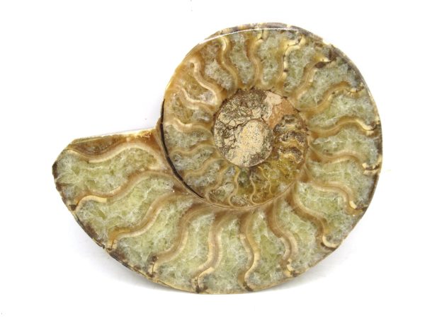 Madagascar Medium Cretaceous Cleoniceras Ammonite 176b | Fossils for Sale