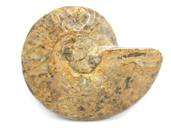 Madagascar Medium Cretaceous Cleoniceras Ammonite 176c | Fossils for Sale