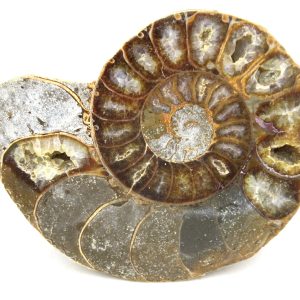Madagascar Ammonite Pair Fossil for Sale Medium ~ 3.27" #177