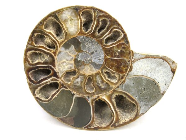 Madagascar Medium Cretaceous Cleoniceras Ammonite 177b | Fossils for Sale