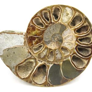 Madagascar Ammonite Pair Fossil for Sale Medium ~ 3.22" #178