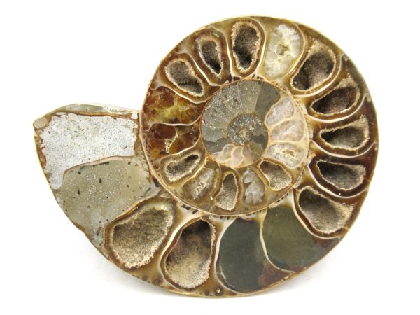 Madagascar Medium Cretaceous Cleoniceras Ammonite 178 | Fossils for Sale