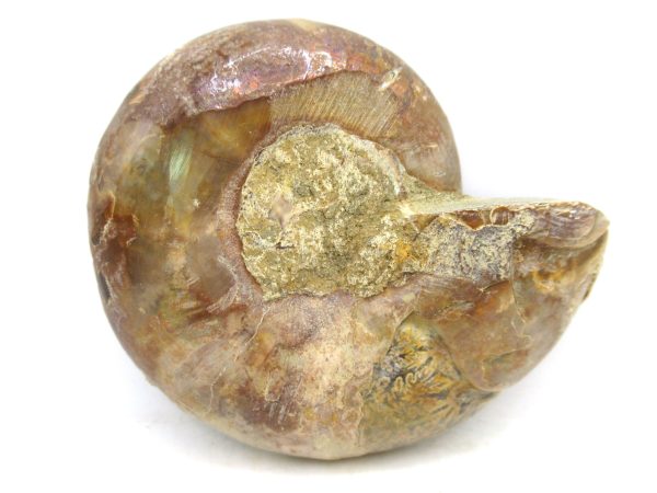 Madagascar Medium Cretaceous Cleoniceras Ammonite 178a | Fossils for Sale
