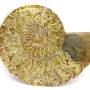 Madagascar Ammonite Pair Fossil for Sale Medium ~ 3.41" #179