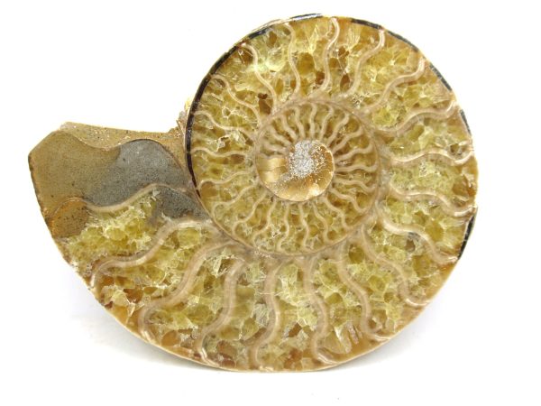 Madagascar Medium Cretaceous Cleoniceras Ammonite 179b | Fossils for Sale