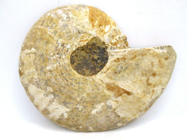 Madagascar Medium Cretaceous Cleoniceras Ammonite 179c | Fossils for Sale