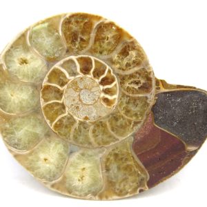 Madagascar Ammonite Pair Fossil for Sale Medium ~ 2.83" #180