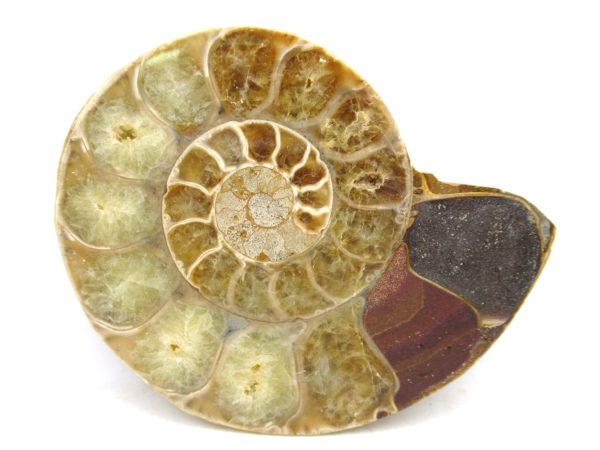 Madagascar Medium Cretaceous Cleoniceras Ammonite 180 | Fossils for Sale