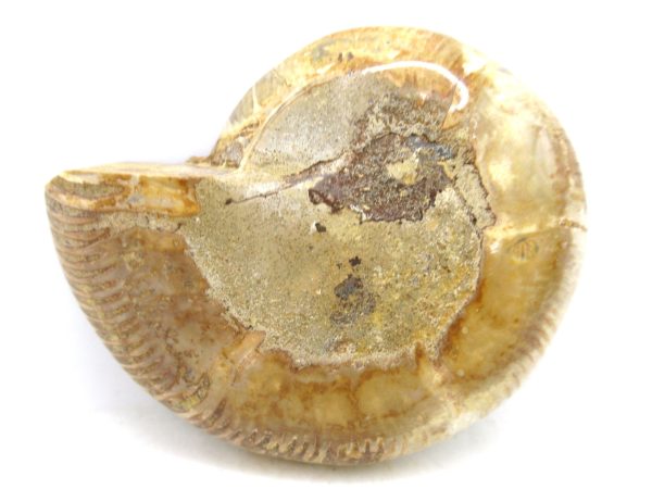Madagascar Medium Cretaceous Cleoniceras Ammonite 180a | Fossils for Sale