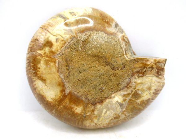 Madagascar Medium Cretaceous Cleoniceras Ammonite 180c | Fossils for Sale