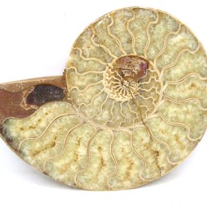 Madagascar Ammonite Pair Fossil for Sale Medium ~ 3.72" #181