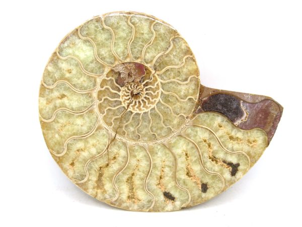 Madagascar Medium Cretaceous Cleoniceras Ammonite 181b | Fossils for Sale