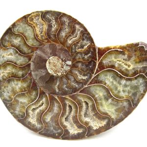 Madagascar Ammonite Pair Fossil for Sale Medium ~ 3.31" #182