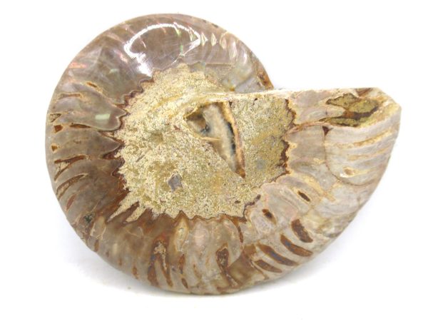 Madagascar Medium Cretaceous Cleoniceras Ammonite 182c | Fossils for Sale