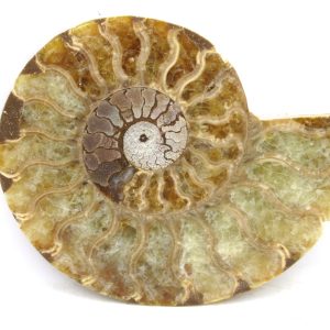 Madagascar Ammonite Pair Fossil for Sale Medium ~ 3.58" #183