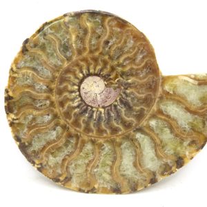 Madagascar Ammonite Pair Fossil for Sale Medium ~ 3.32" #184