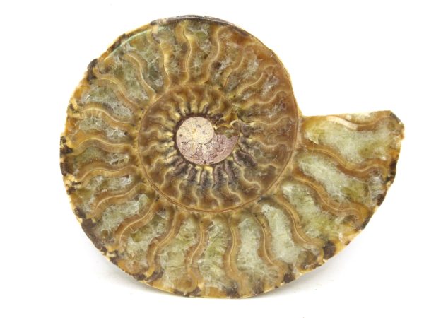 Madagascar Medium Cretaceous Cleoniceras Ammonite 184 | Fossils for Sale