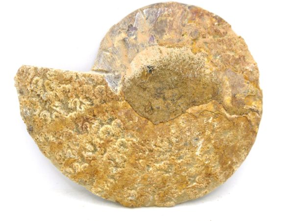 Madagascar Medium Cretaceous Cleoniceras Ammonite 184a | Fossils for Sale