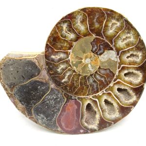Madagascar Ammonite Pair Fossil for Sale Medium ~ 3.47" #185