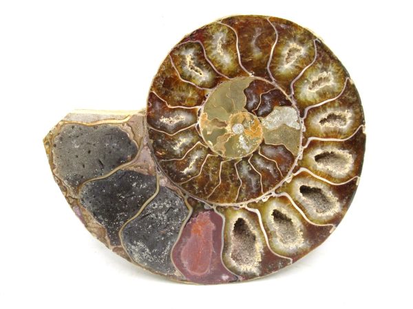 Madagascar Medium Cretaceous Cleoniceras Ammonite 185 | Fossils for Sale